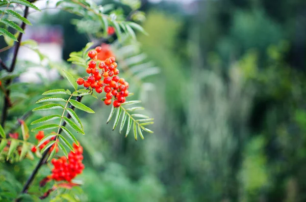 Red Viburnum Berries Have Medicinal Tea Cook — Stock Photo, Image