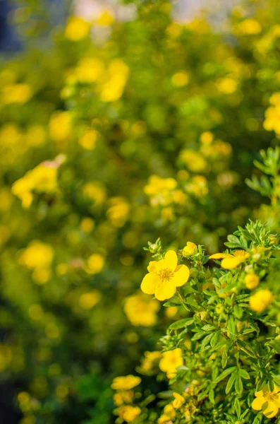 Bouquet Wild Flowers Different Colors Vase Outdoors Growing Field — Stock Photo, Image