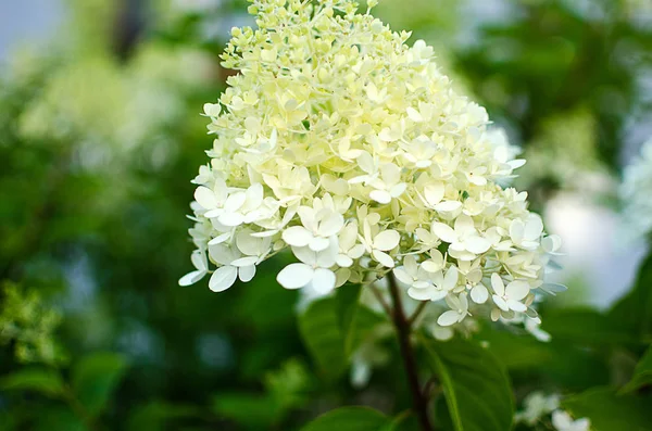 Underbara Blommor Hortensia Med Blad För Bröllopsfesten Sommaren — Stockfoto