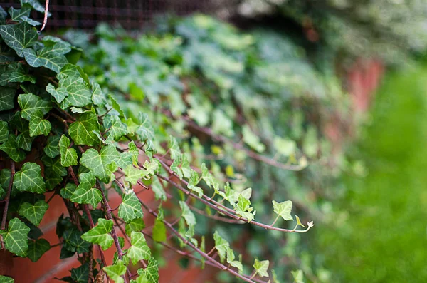 Unga Gröna Blad Närbild Utomhus Vårmorgon — Stockfoto