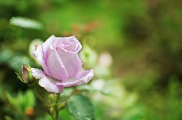 Una Hermosa Rosa Púrpura Grande Crece Jardín Aire Libre Verano — Foto de Stock
