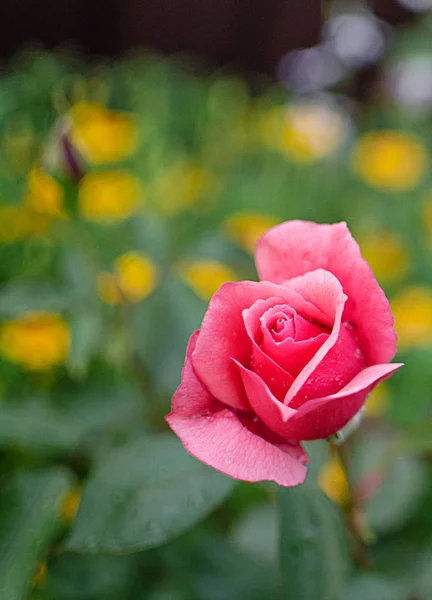 Florece Rosa Rosada Fragante Con Flores Verdes Aire Libre — Foto de Stock