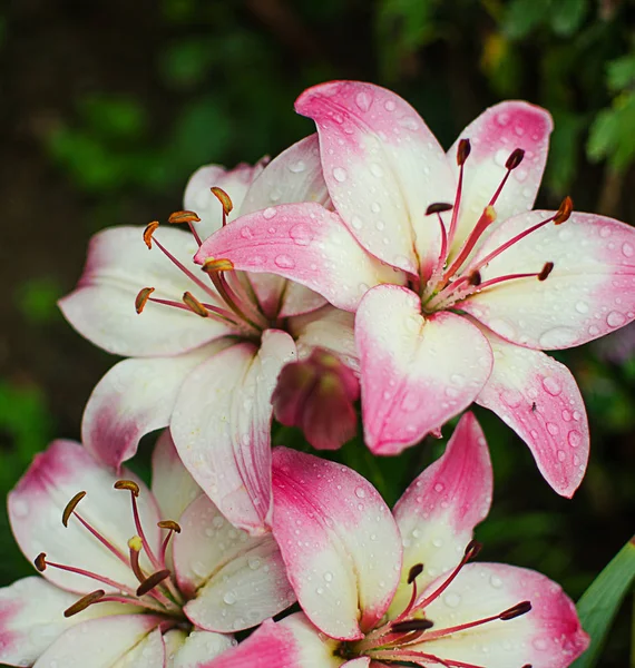 Schöne Lilienblüten Wachsen Sommer Der Frischen Luft — Stockfoto