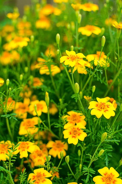 Flores Zumo Naranja Crecen Aire Fresco Una Planta Medicinal —  Fotos de Stock
