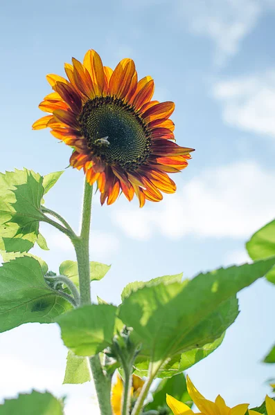 Large yellow flower sunflower agricultural crop blooms in the summer