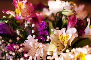 Kasımpatı çiçekleri açık havada güneşli bir sonbahar büyümek