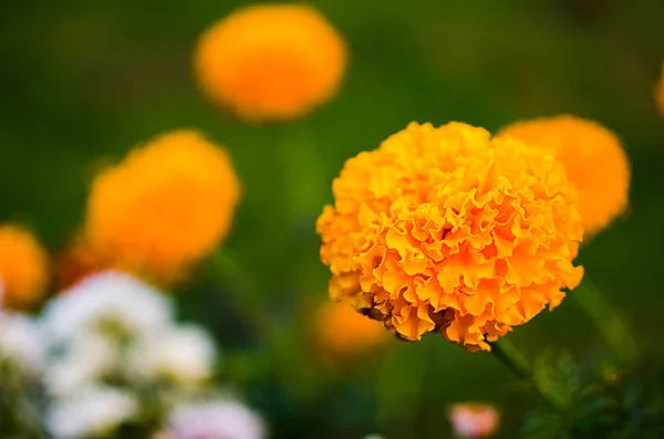 Orange Juice Flowers Grow Fresh Air Medicinal Plant — Stock Photo, Image