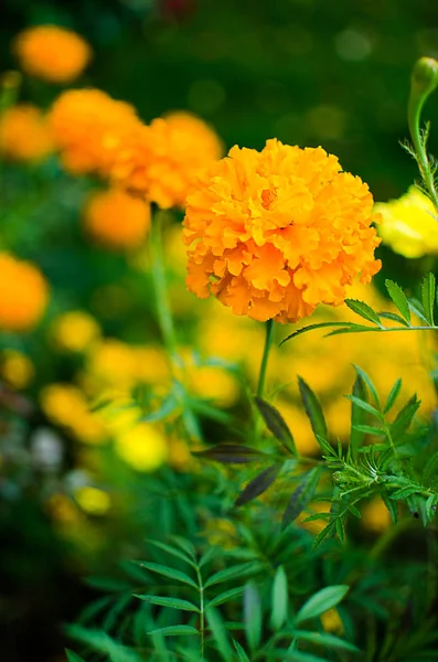 Flores Zumo Naranja Crecen Aire Fresco Una Planta Medicinal — Foto de Stock