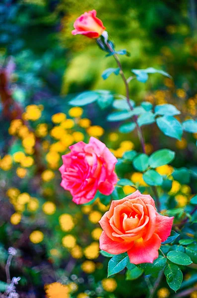 Blüht Duftende Rosa Rose Mit Grünen Blüten Freien — Stockfoto