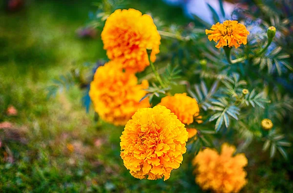 Flores Zumo Naranja Crecen Aire Fresco Una Planta Medicinal —  Fotos de Stock