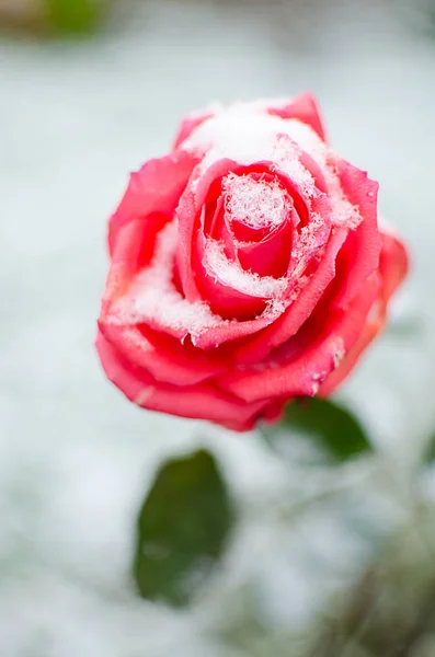 Flowers of roses under white fluffy snow in the open air