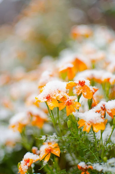 Flores Zumo Naranja Crecen Aire Fresco Una Planta Medicinal — Foto de Stock