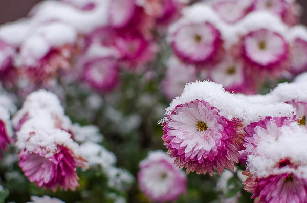 Chrysant Bloemen Groeien Buiten Herfst Een Zonnige Dag — Stockfoto