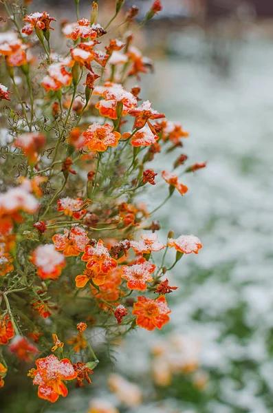 Kwiaty Soku Pomarańczowego Rosną Świeżym Powietrzu Jest Rośliną Leczniczą — Zdjęcie stockowe