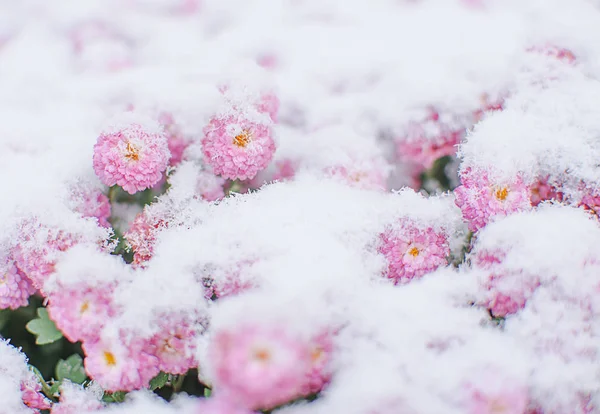 Krizantém Virág Szabadban Napos Őszi — Stock Fotó