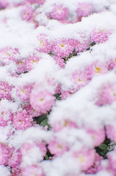 Chrysant Bloemen Groeien Buiten Herfst Een Zonnige Dag — Stockfoto