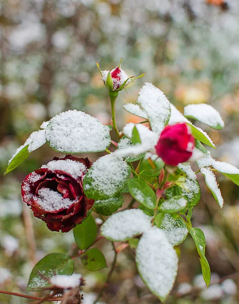 Цветы Роз Белым Пушистым Снегом Открытом Воздухе — стоковое фото
