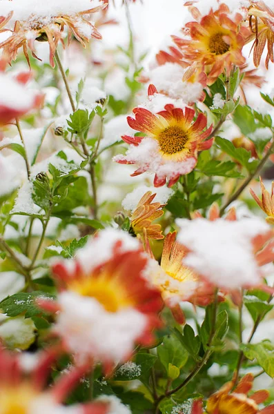 Цветы Хризантемы Растут Открытом Воздухе Осенью Солнечный День — стоковое фото