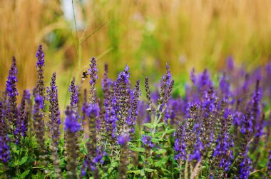 Vazo açık havada veya sahada büyüyen buket çiçegi farklı renkler