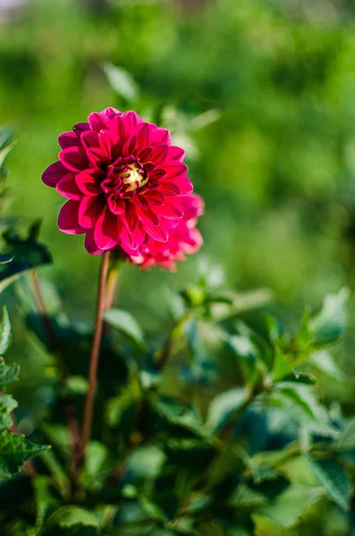 Daisy Duże Piękne Kwiaty Rosną Jesieni — Zdjęcie stockowe