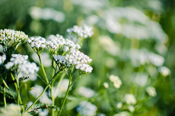 Bouquet Wild Flowers Different Colors Vase Outdoors Growing Field — Stock Photo, Image