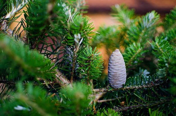 Gran Och Ädelgran Trädgren Och Granen För Festlig Dekoration — Stockfoto