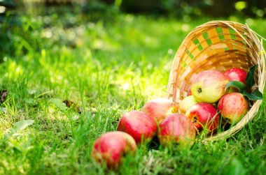 Elma sepeti sınırlı bir arka plan üzerinde 