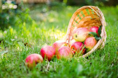 Elma sepeti sınırlı bir arka plan üzerinde 