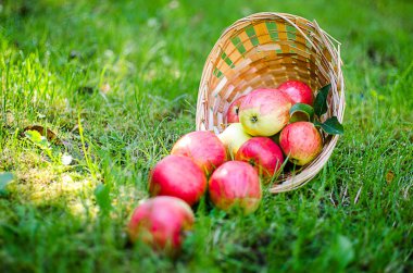Elma sepeti sınırlı bir arka plan üzerinde 