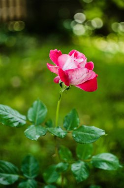 Çiçek kokulu pembe Gül