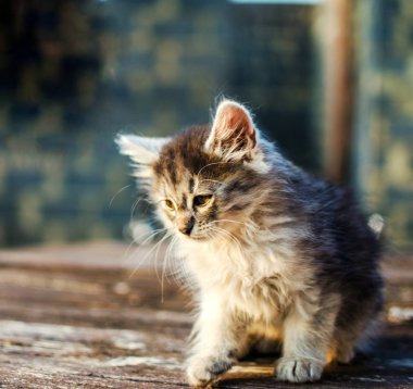 Kedi temiz havada yürür 