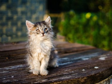 Kedi temiz havada yürür 