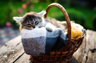 Kedi temiz havada yürür 