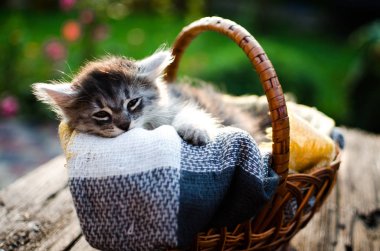 Kedi temiz havada yürür 