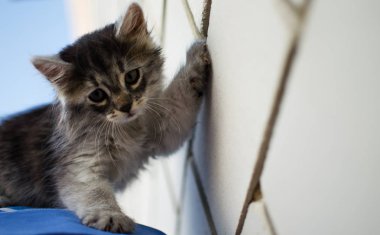 Kedi temiz havada yürür 