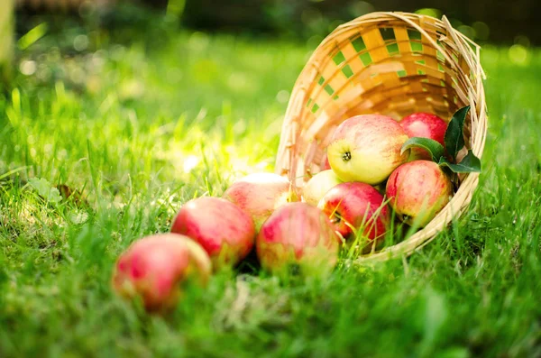 Pommes sur un fond limité dans le panier — Photo