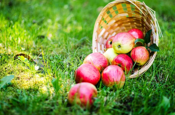 Appels op een beperkte achtergrond in de mand — Stockfoto