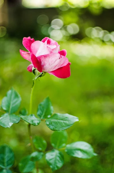 Цветет ароматная розовая роза — стоковое фото