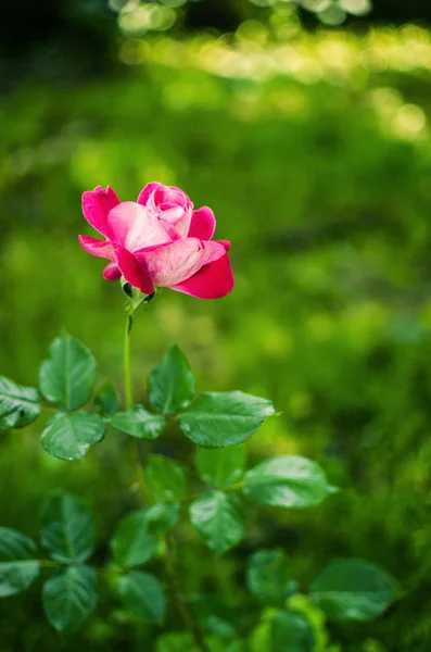 Цветет ароматная розовая роза — стоковое фото