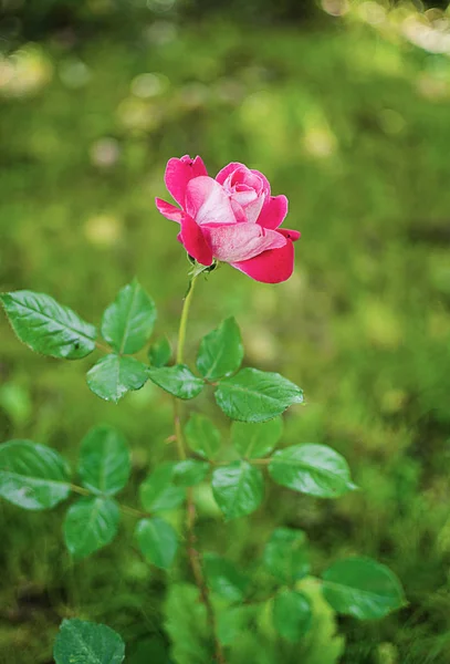 꽃 향기로운 핑크 로즈 — 스톡 사진