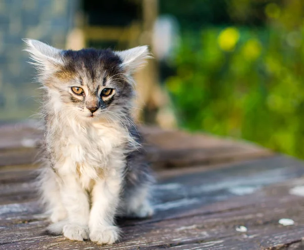 De kat loopt in de frisse lucht — Stockfoto