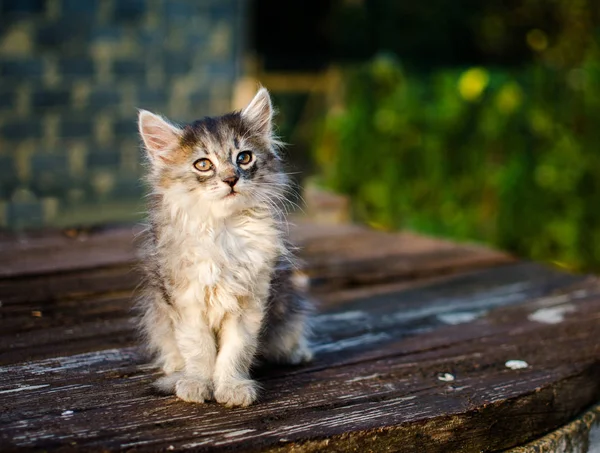 De kat loopt in de frisse lucht — Stockfoto