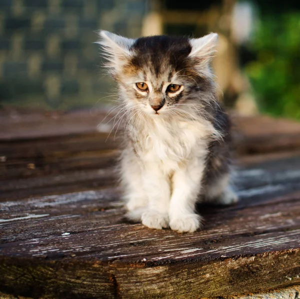 De kat loopt in de frisse lucht — Stockfoto