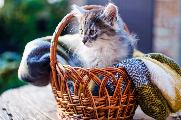 El gato camina al aire libre —  Fotos de Stock