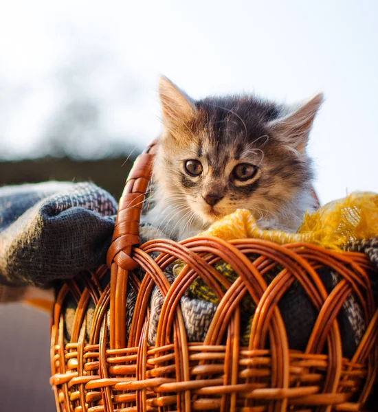 El gato camina al aire libre — Foto de Stock