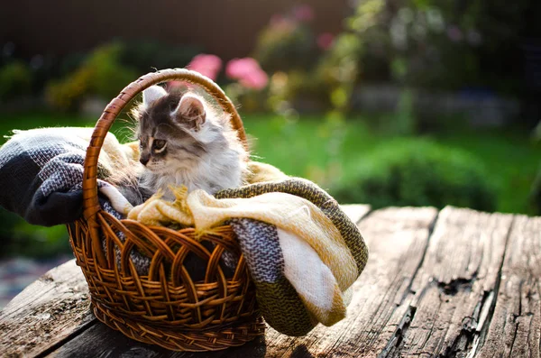 Die Katze geht an die frische Luft — Stockfoto