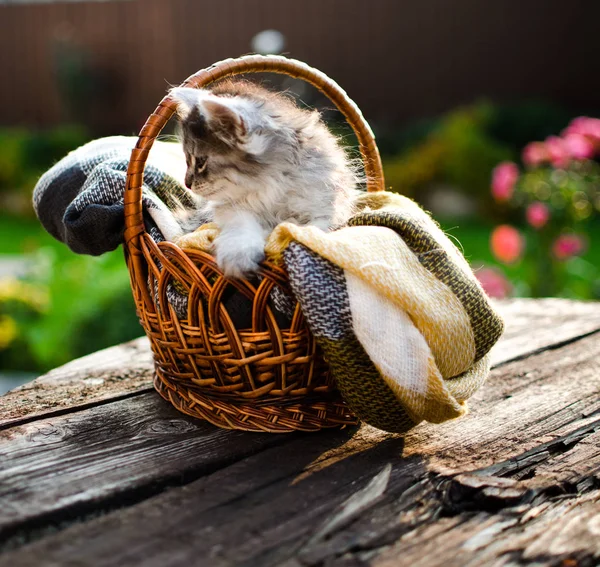 El gato camina al aire libre — Foto de Stock