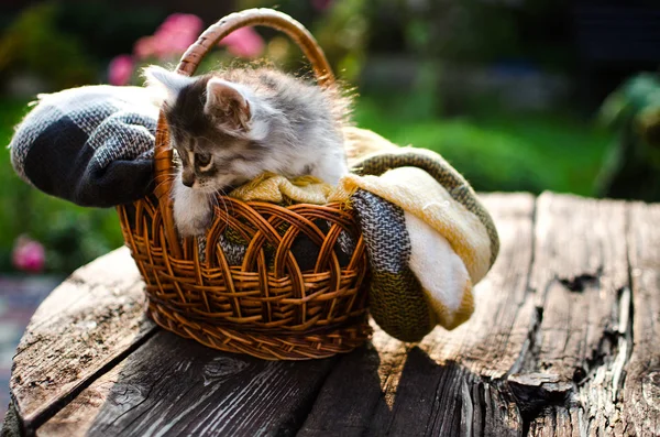 El gato camina al aire libre —  Fotos de Stock