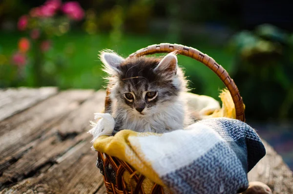 Die Katze geht an die frische Luft — Stockfoto