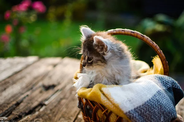 El gato camina al aire libre — Foto de Stock